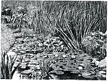 Bridge over a Pond of Water Lilies, Claude Monet (French, Paris 1840–1926 Giverny), Oil on canvas